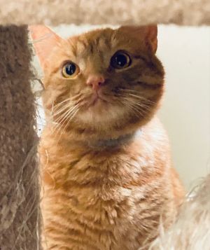PEACHES (Adorable) Rare YELLOW TABBY GIRL American Shorthair Cat