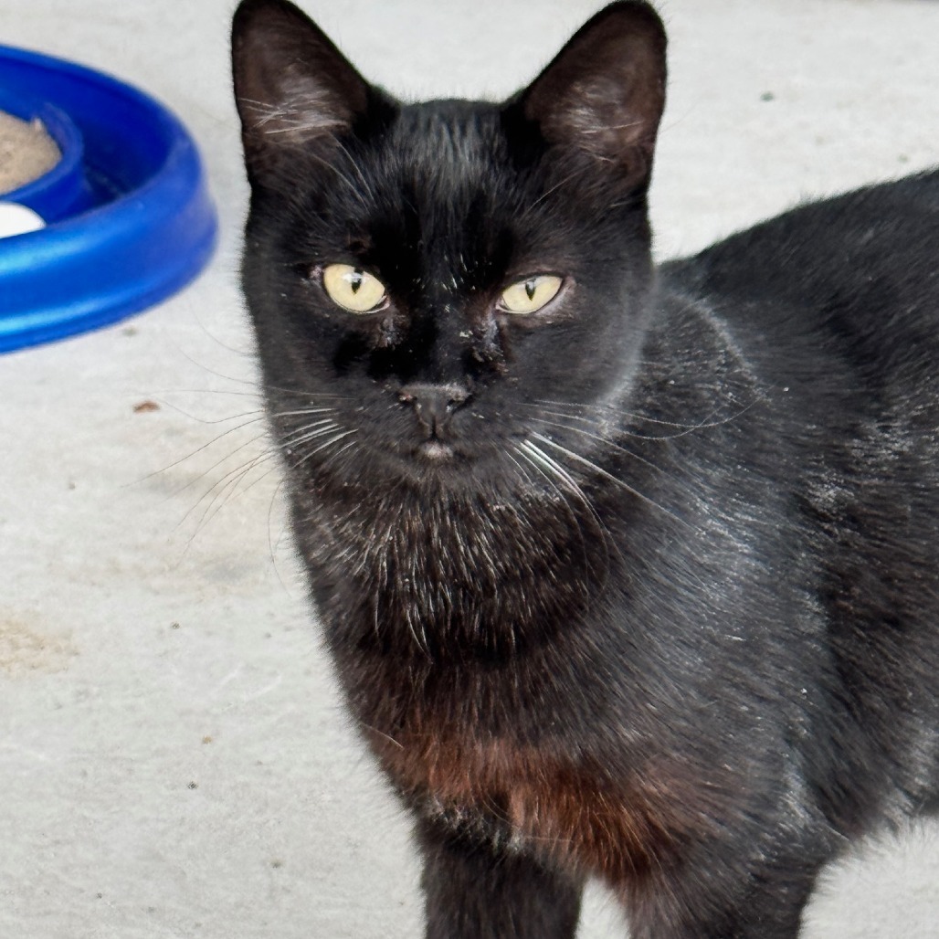 Nova JG, an adoptable Domestic Short Hair in Austin, TX, 78701 | Photo Image 1