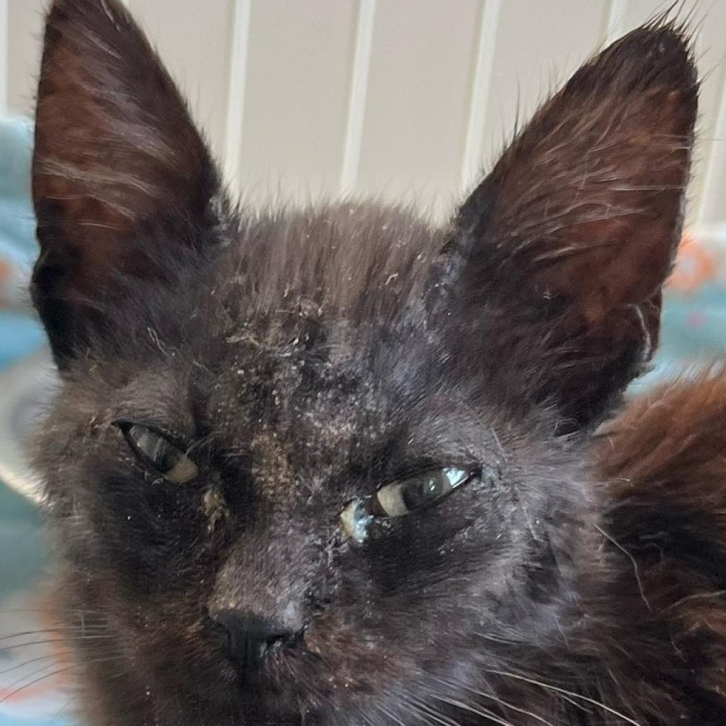 Nova JG, an adoptable Domestic Short Hair in Austin, TX, 78701 | Photo Image 4