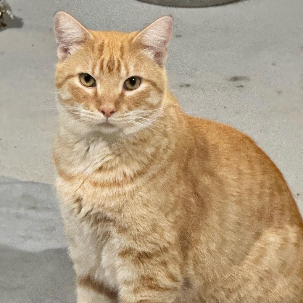 Monterey JG*, an adoptable Domestic Short Hair in Austin, TX, 78701 | Photo Image 1