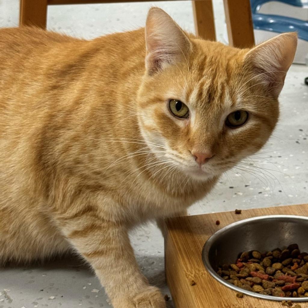 Monterey JG*, an adoptable Domestic Short Hair in Austin, TX, 78701 | Photo Image 2