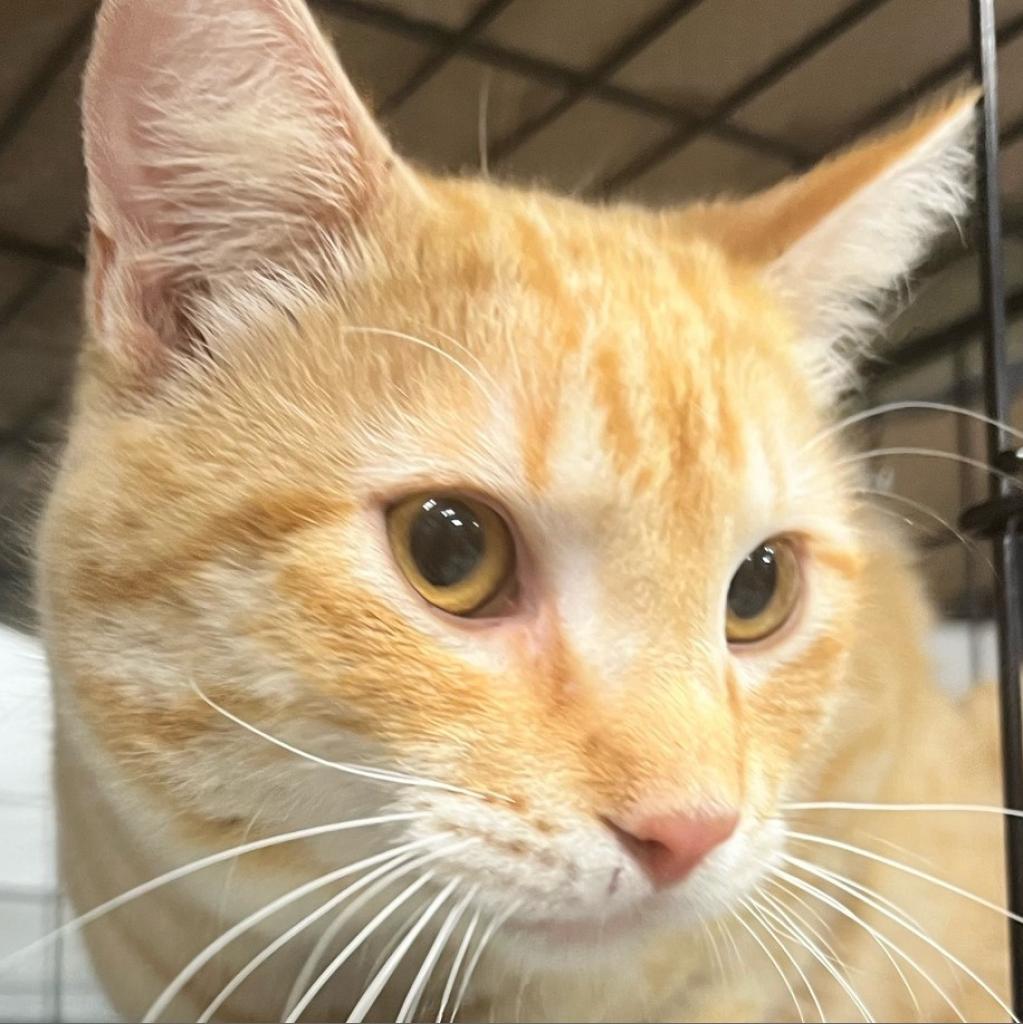 Monterey JG*, an adoptable Domestic Short Hair in Austin, TX, 78701 | Photo Image 3