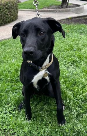 Beans is a 40 lb lab mix that was rescued from Downtown New Orleans where she was found running loo