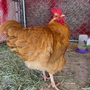 Meet Golden Boy This young rooster recently found himself at the county shelter after being picked 