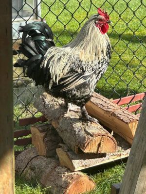Meet Dandy Boy This handsome rooster was found as a stray in Arlington WA Hes understandably a l