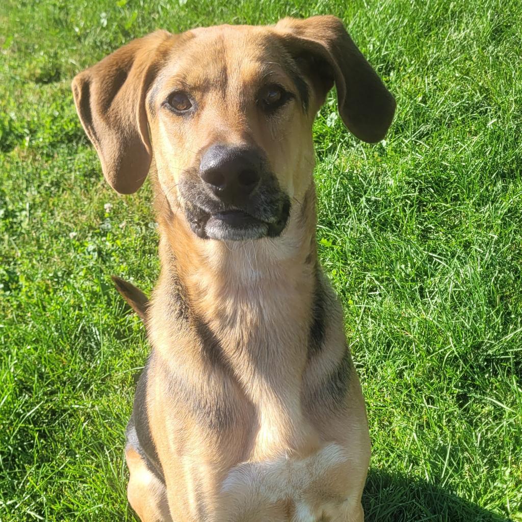 Otis, an adoptable Hound, Shepherd in Cashmere, WA, 98815 | Photo Image 3