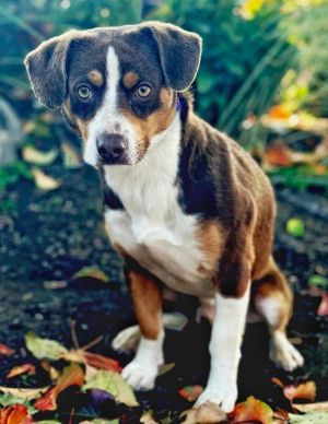 Samson Beagle Dog