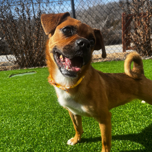 6810 Jimmie, an adoptable Puggle in Springfield, MO, 65810 | Photo Image 2