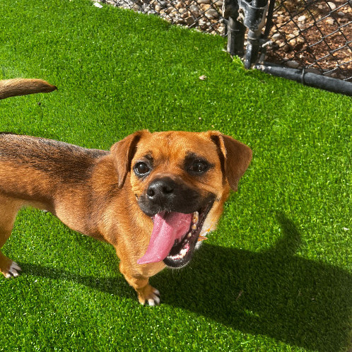 6810 Jimmie, an adoptable Puggle in Springfield, MO, 65810 | Photo Image 1