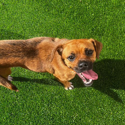 6810 Jimmie, an adoptable Puggle in Springfield, MO, 65810 | Photo Image 4