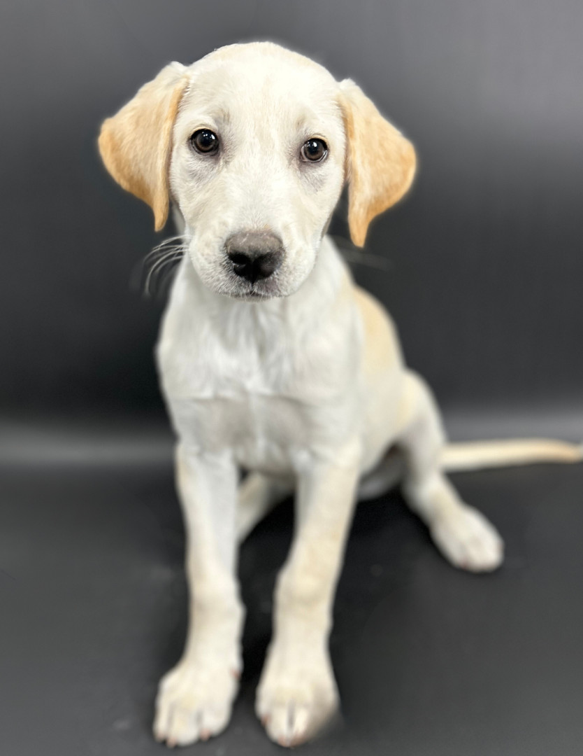 Dog for adoption Simba, a Yellow Labrador Retriever & Catahoula