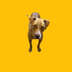 Diamond, Adult Female Pit Bull Terrier