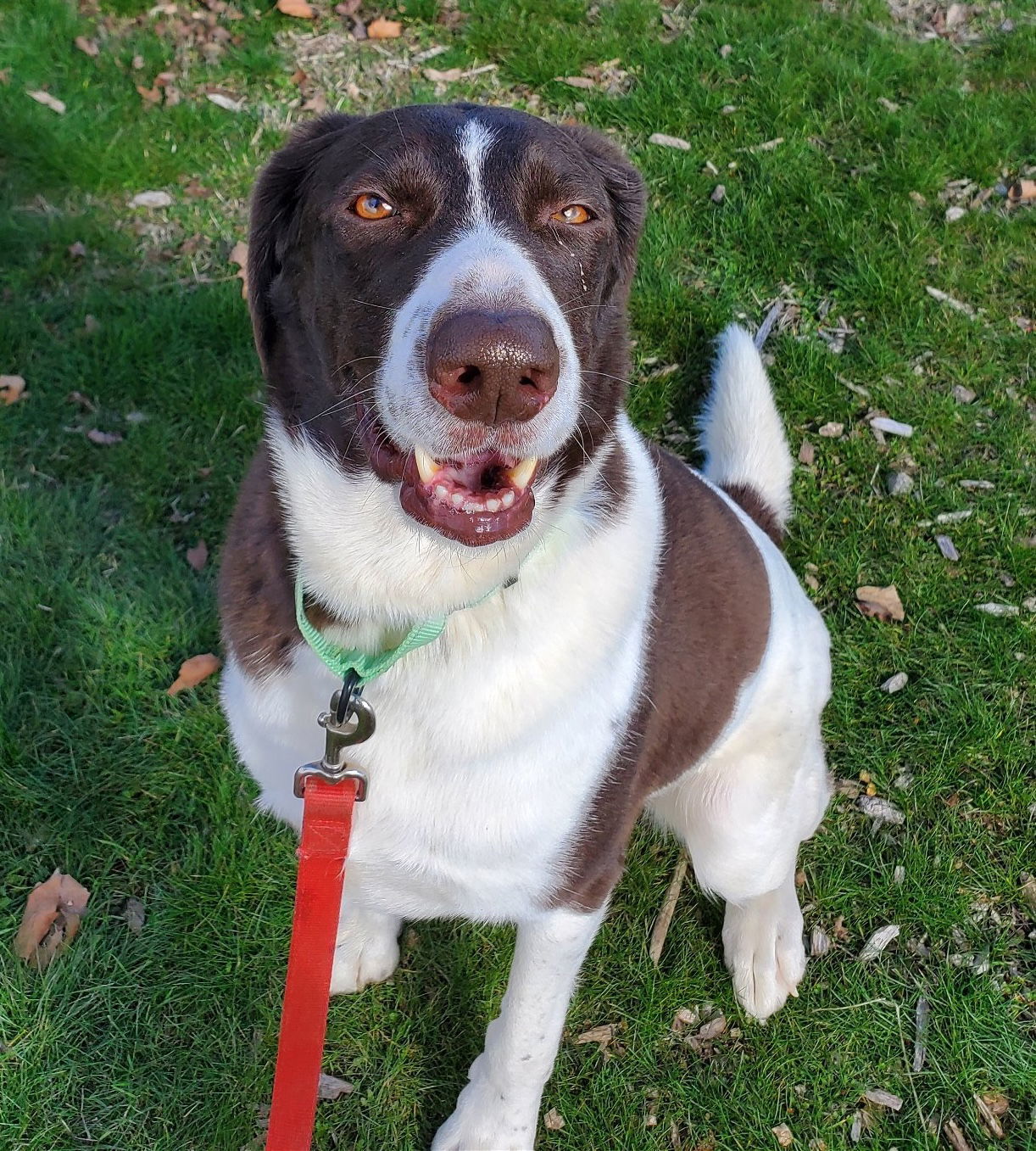 Fawkex, an adoptable Pointer in Yreka, CA, 96097 | Photo Image 1