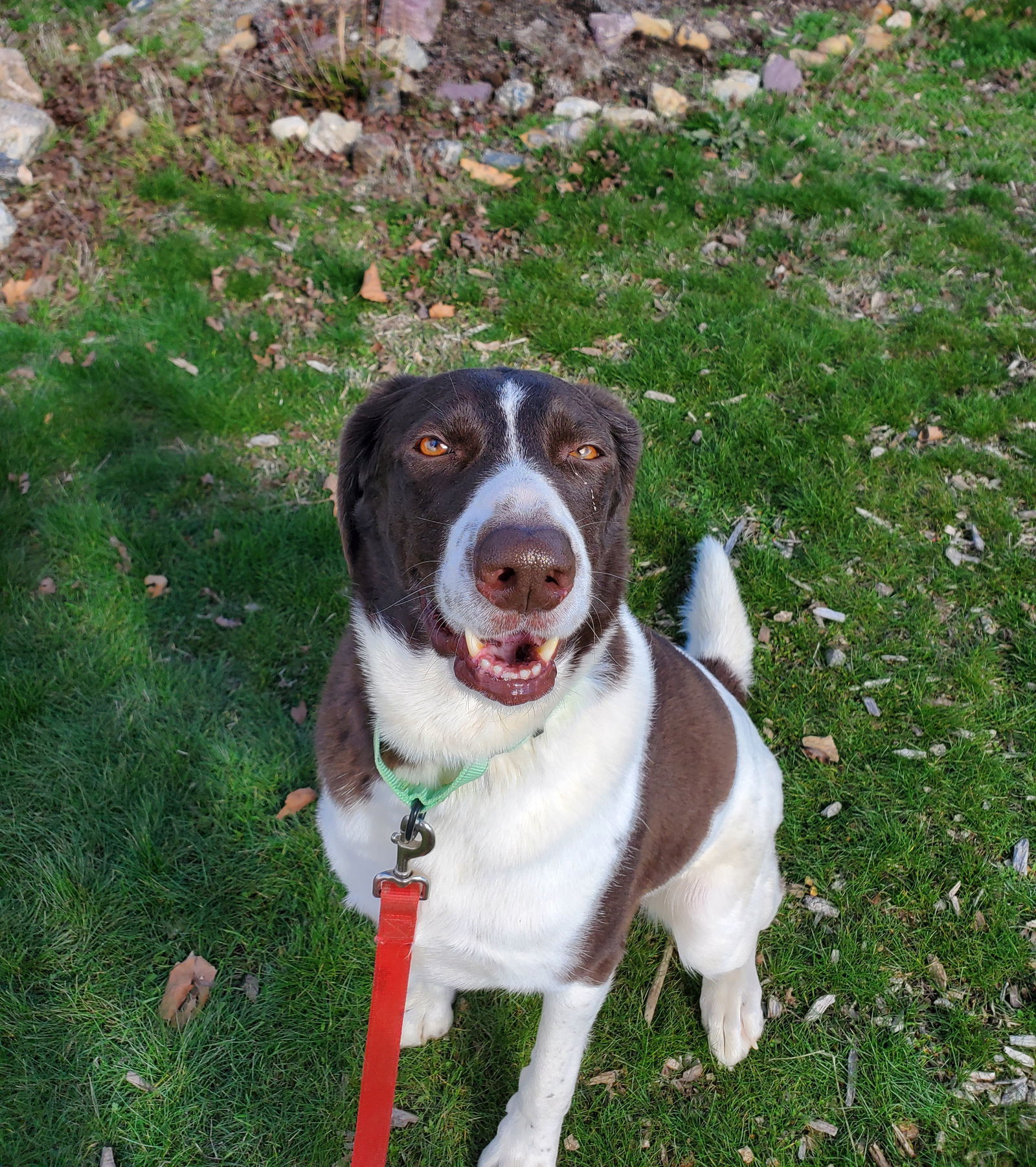 Fawkex, an adoptable Pointer in Yreka, CA, 96097 | Photo Image 2