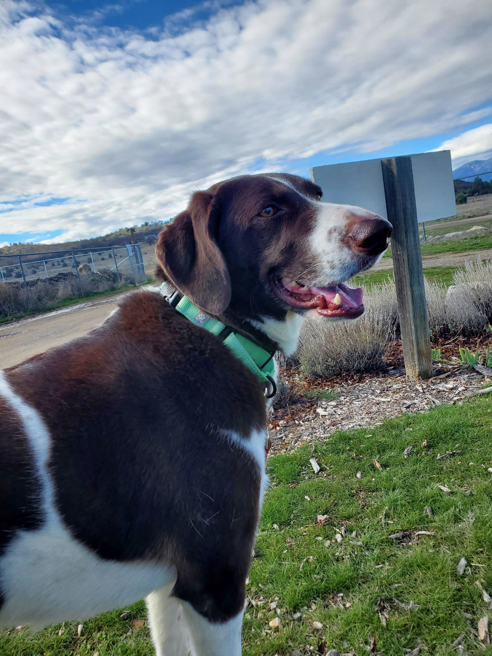 Fawkex, an adoptable Pointer in Yreka, CA, 96097 | Photo Image 3