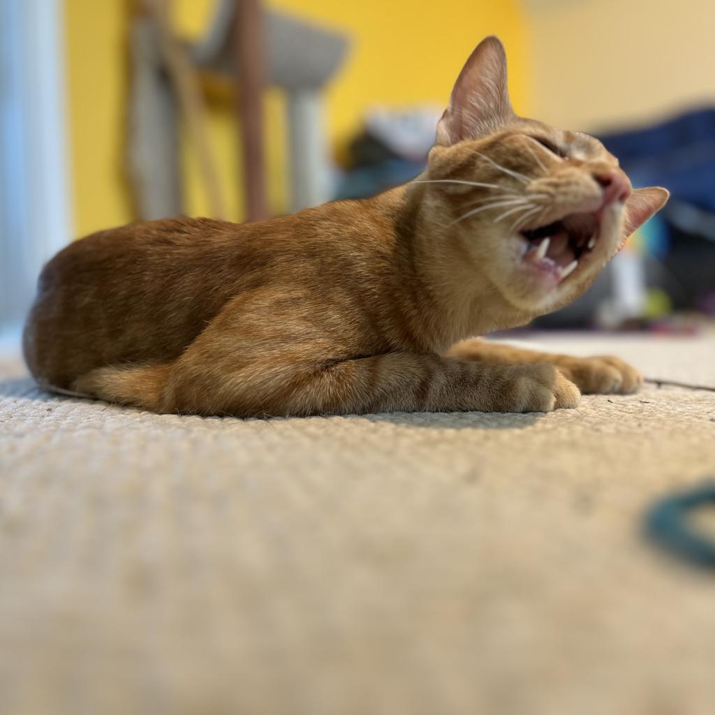 Spooky Cute, an adoptable Domestic Short Hair in Austin, TX, 78704 | Photo Image 3