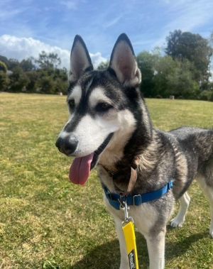 Meet Moxie Greetings fellow dog enthusiasts Im Moxie a captivating 3-year-old Siberian Husky wi