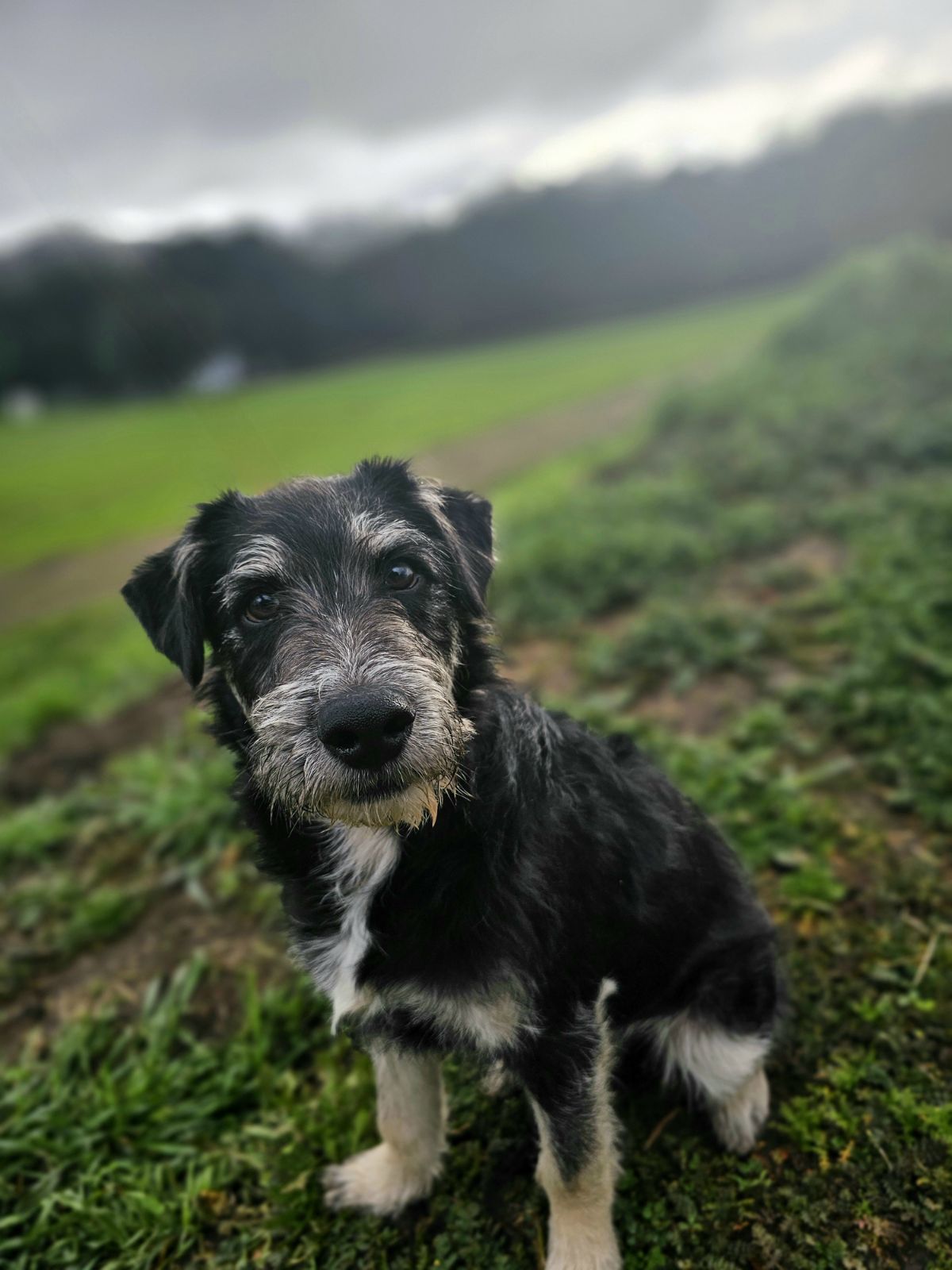 Johnny Boy, an adoptable Schnauzer, Tibetan Terrier in Escondido, CA, 92027 | Photo Image 1