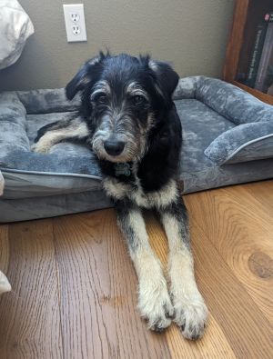 Johnny Boy, Young Male Schnauzer