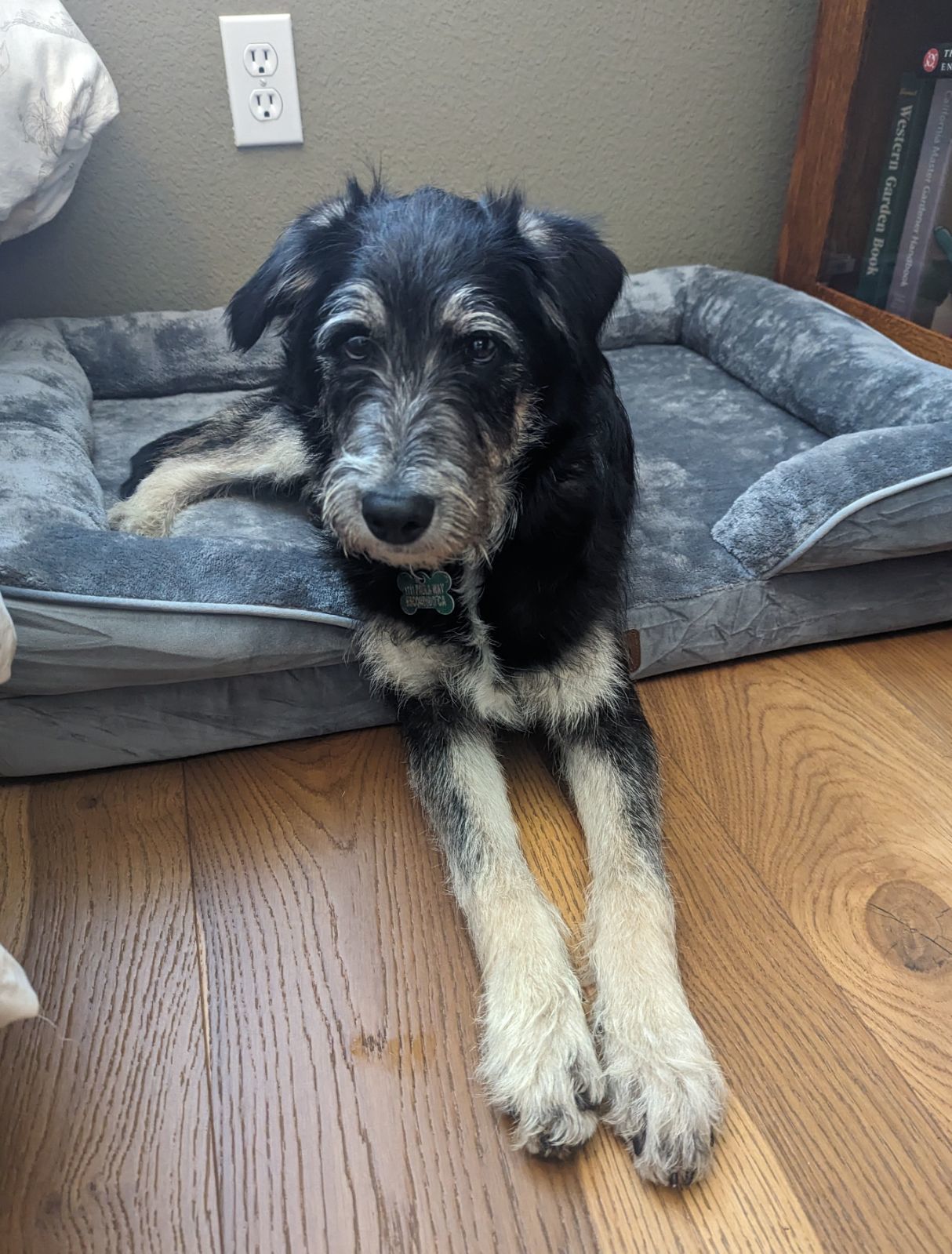 Johnny Boy, an adoptable Schnauzer, Tibetan Terrier in Escondido, CA, 92027 | Photo Image 1