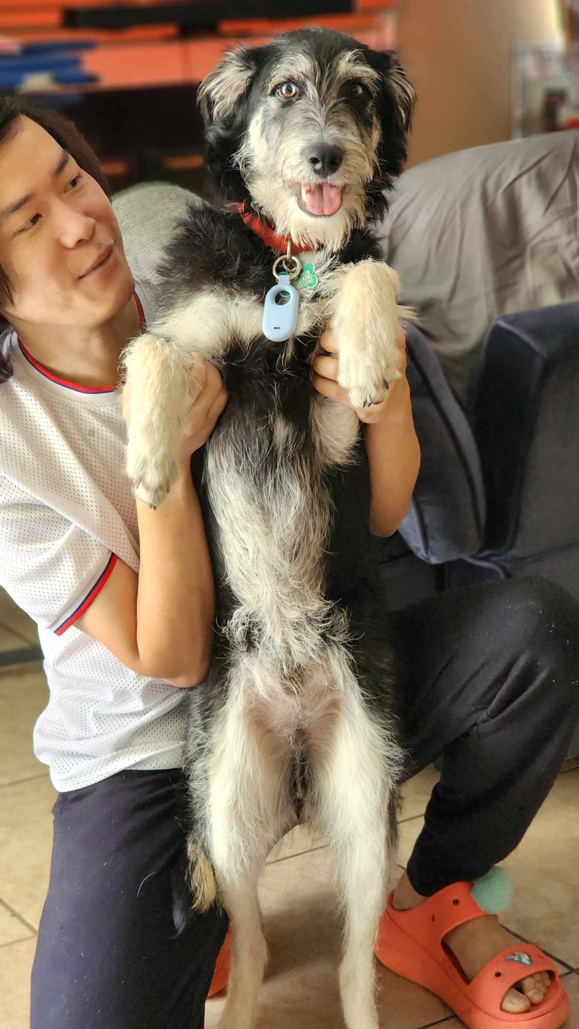 Johnny Boy, an adoptable Schnauzer, Tibetan Terrier in Escondido, CA, 92027 | Photo Image 2