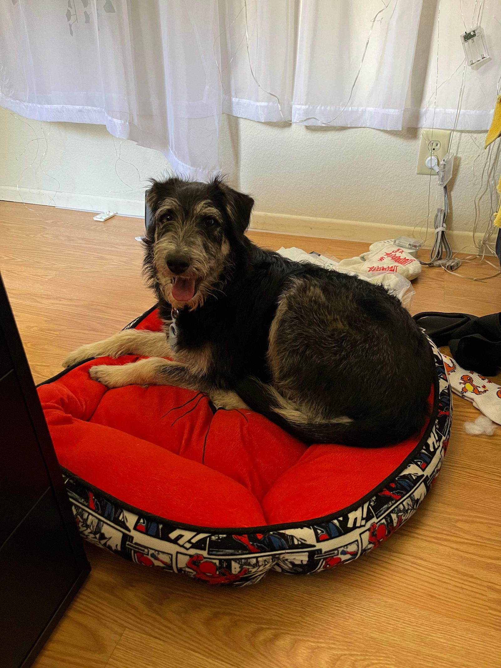 Johnny Boy, an adoptable Schnauzer, Tibetan Terrier in Escondido, CA, 92027 | Photo Image 3