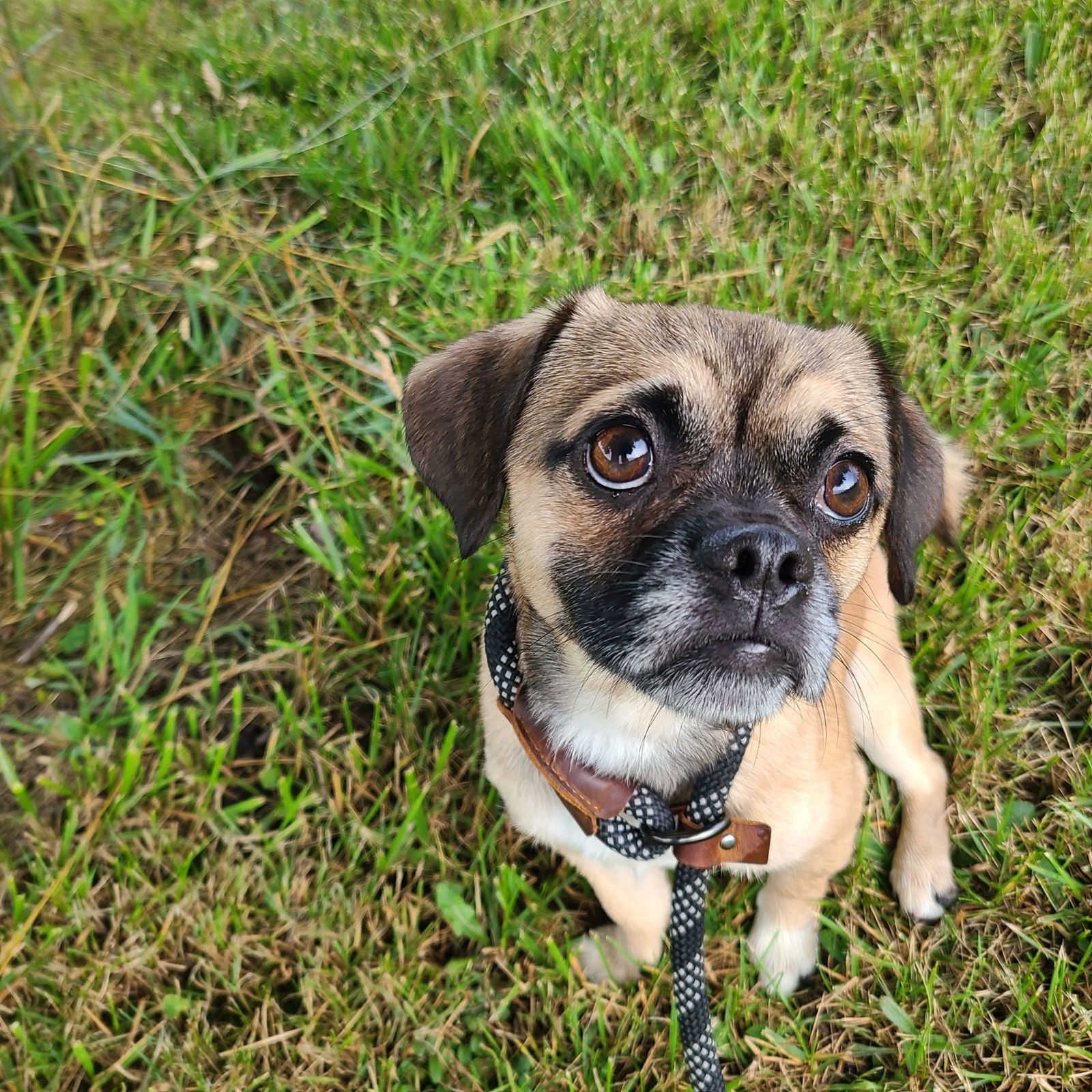 Butters Central Florida, an adoptable Pug, Pekingese in Wilmington, DE, 19850 | Photo Image 1