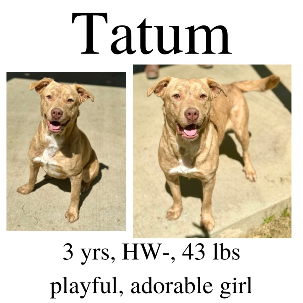 Tatum detail page