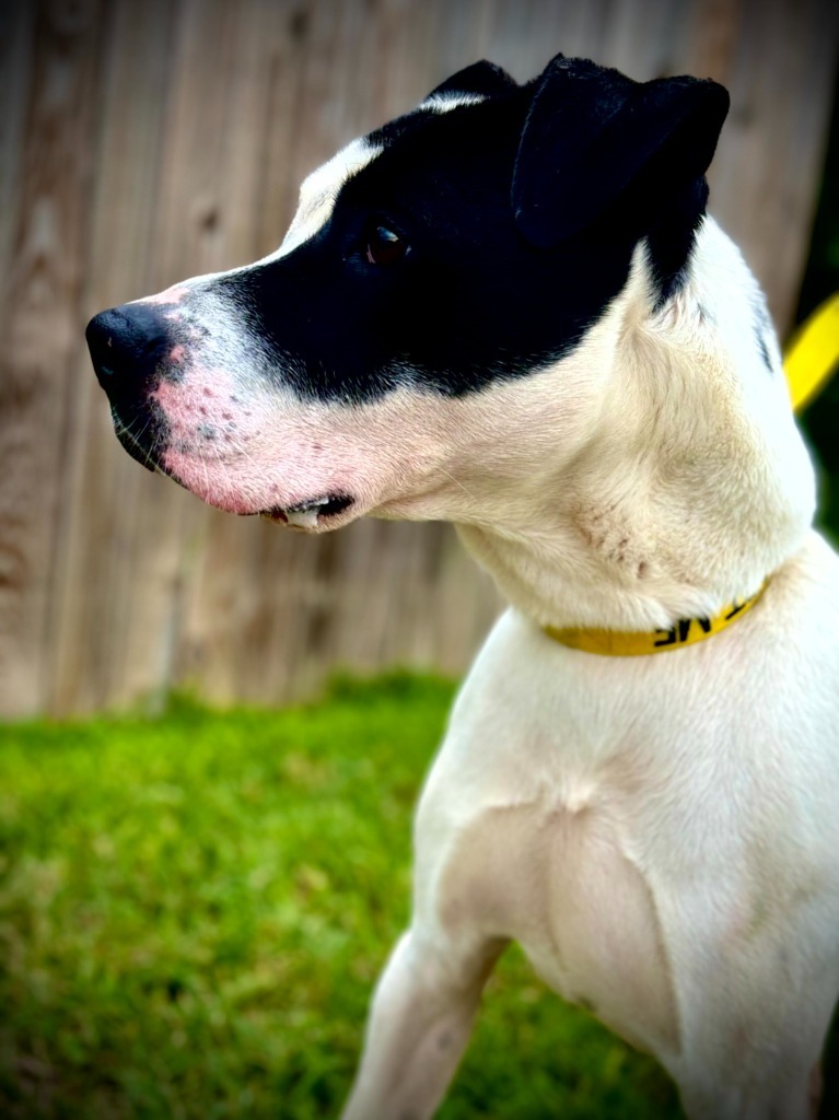 Letch, an adoptable Terrier in Henderson, KY, 42420 | Photo Image 1