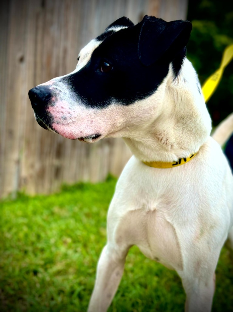 Letch, an adoptable Terrier in Henderson, KY, 42420 | Photo Image 3
