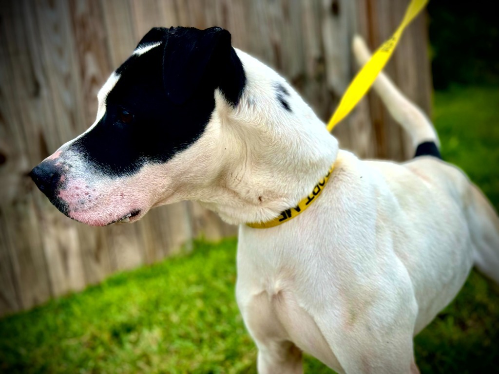 Letch, an adoptable Terrier in Henderson, KY, 42420 | Photo Image 4