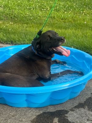 Pop, Adult Male Labrador Retriever