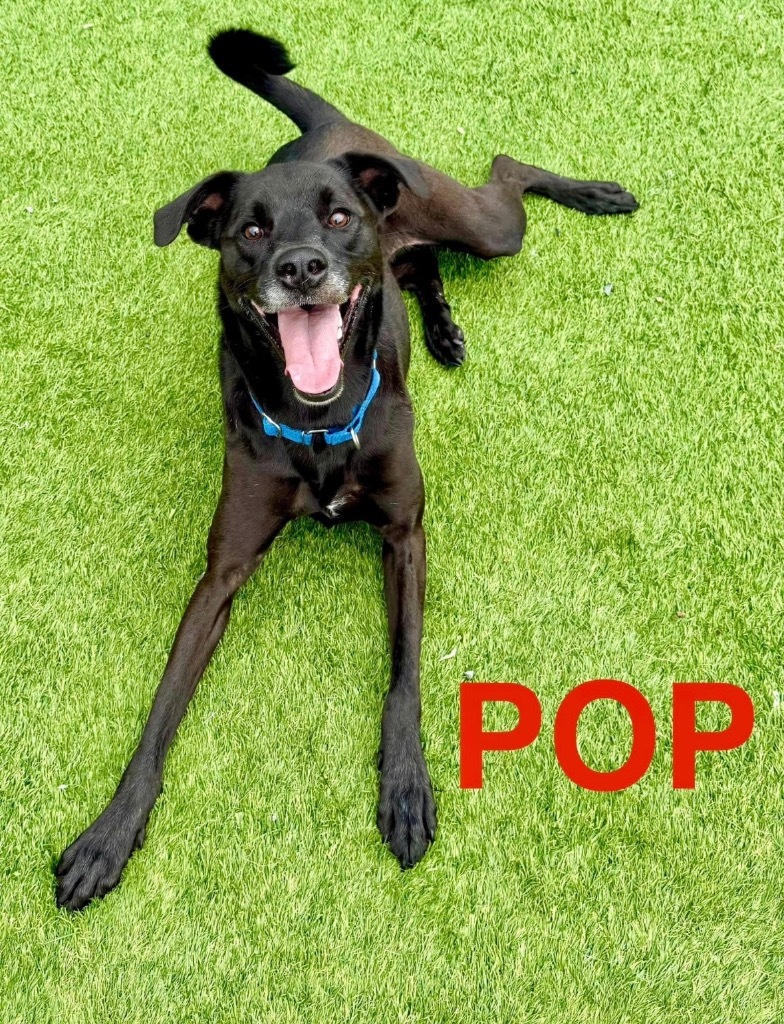 Pop