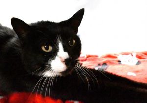 Looking for a nice cat who needs a forever home If so please pick meLink I came to the shelter