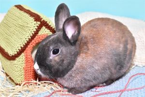 WESSON Bunny Rabbit Rabbit