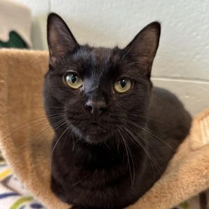 Hi Im Naveen Im a handsome gentle boy who loves pets I am also very playful and love playing wi