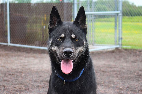 Apollo/ Koda, an adoptable Husky in Duluth, MN, 55802 | Photo Image 1