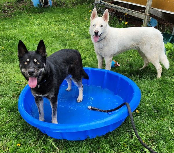 Apollo/ Koda, an adoptable Husky in Duluth, MN, 55802 | Photo Image 2