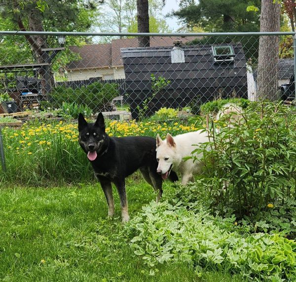 Apollo/ Koda, an adoptable Husky in Duluth, MN, 55802 | Photo Image 3