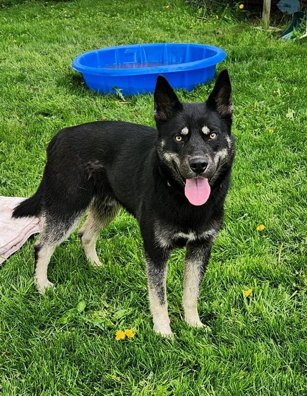 Apollo/ Koda, an adoptable Husky in Duluth, MN, 55802 | Photo Image 4