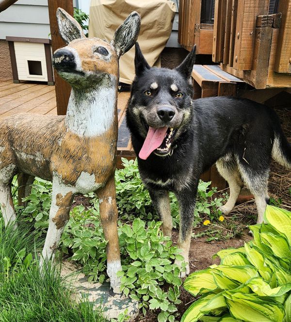 Apollo/ Koda, an adoptable Husky in Duluth, MN, 55802 | Photo Image 5