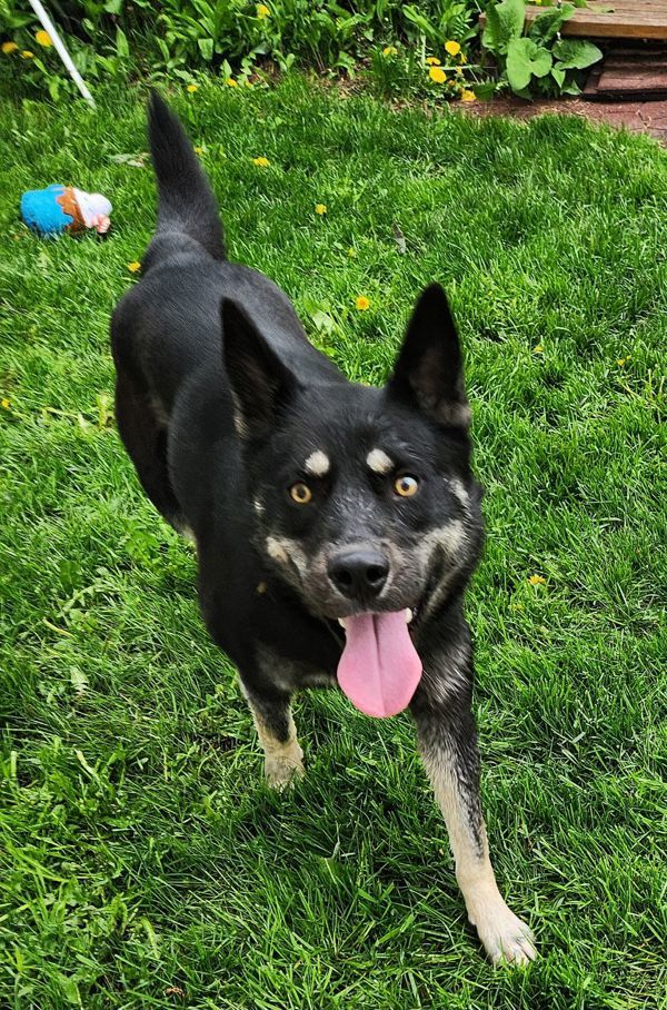 Apollo/ Koda, an adoptable Husky in Duluth, MN, 55802 | Photo Image 6