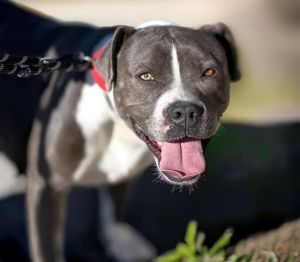 BLAKELEIGH*, Adult Female Pit Bull Terrier