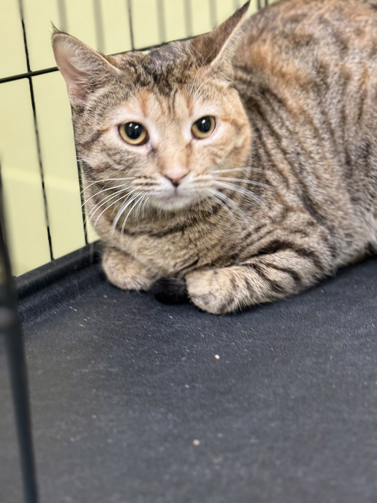 MINNIE, an adoptable Domestic Short Hair in Seabrook, NH, 03874 | Photo Image 2