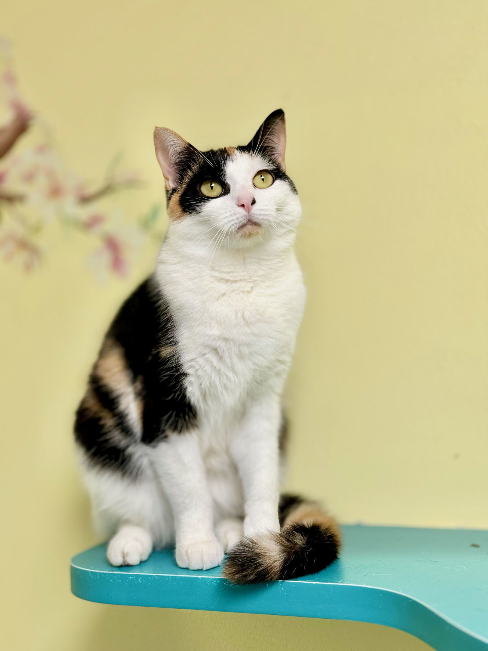 Jainey, an adoptable Tortoiseshell in Seabrook, NH, 03874 | Photo Image 3