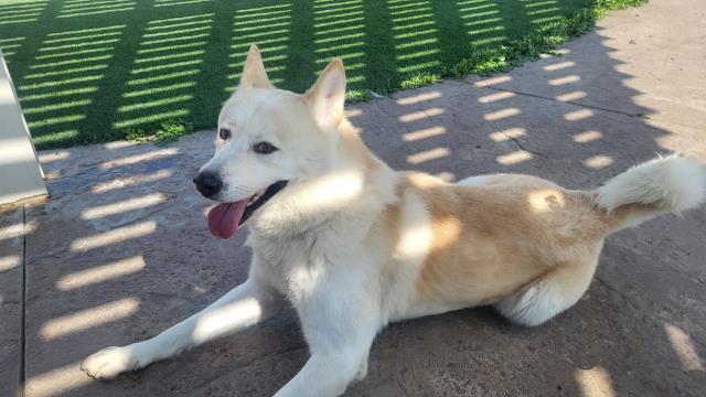 **Mowgli**