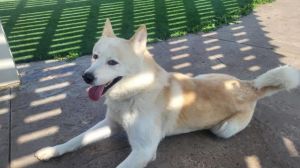 **Mowgli**, Adult Male unknown