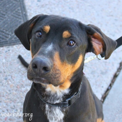 Wade, an adoptable Coonhound in Cheyenne, WY, 82009 | Photo Image 1