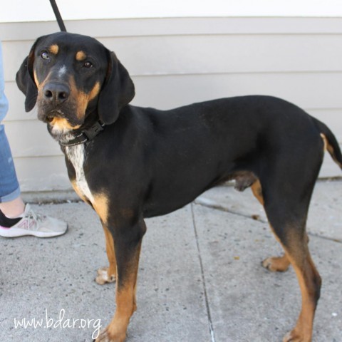 Wade, an adoptable Coonhound in Cheyenne, WY, 82009 | Photo Image 2