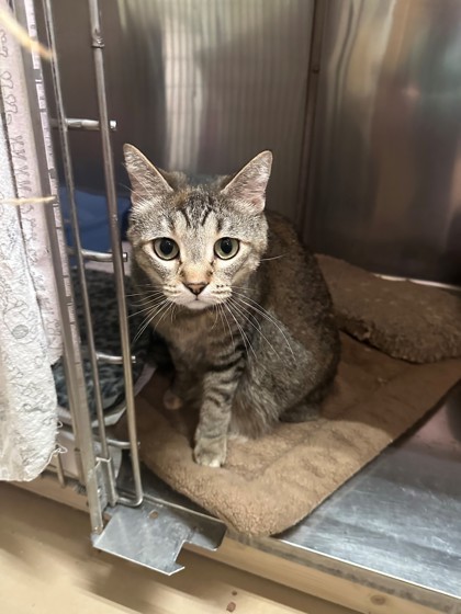 Tula, an adoptable Domestic Short Hair in Hastings, MN, 55033 | Photo Image 1